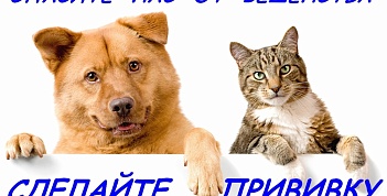 Ответственное отношение к животным.