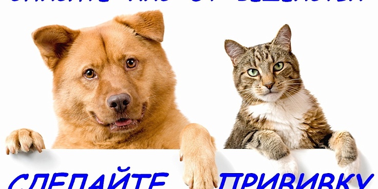Ответственное отношение к животным.