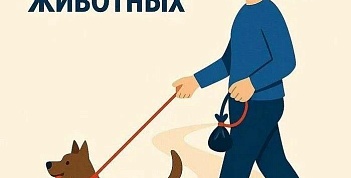 Порядок выгула домашних животных.