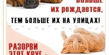Стерилизуй своих домашних питомцев