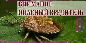 Коричнево-мраморный клоп