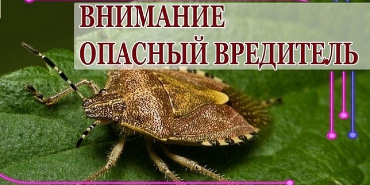 Коричнево-мраморный клоп