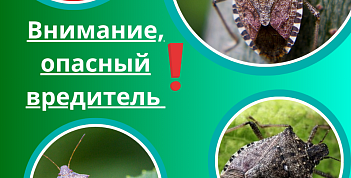 Карантинный вредитель-коричнево-мраморный клоп