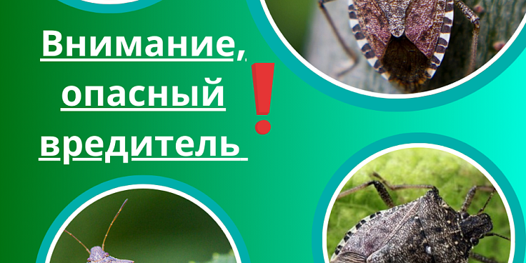 Карантинный вредитель-коричнево-мраморный клоп